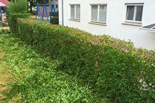 Heckenschnitt durch SchmidtWeissGrün