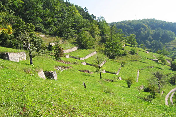 Grünflache gepflegt durch SchmidtWeissGrün