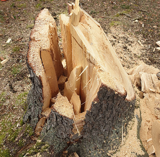 Schmidt-Weissgruen-Naturschutz-Pflege-Baum-faellen